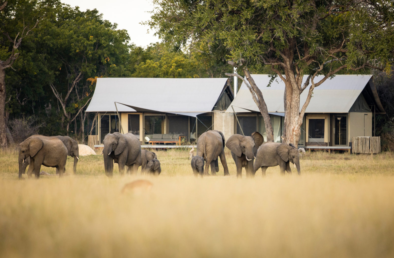 Linkwasha Camp, Hwange