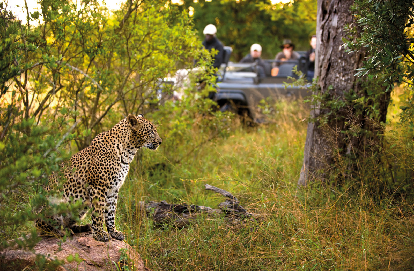 Kruger Safari at Lion Sands