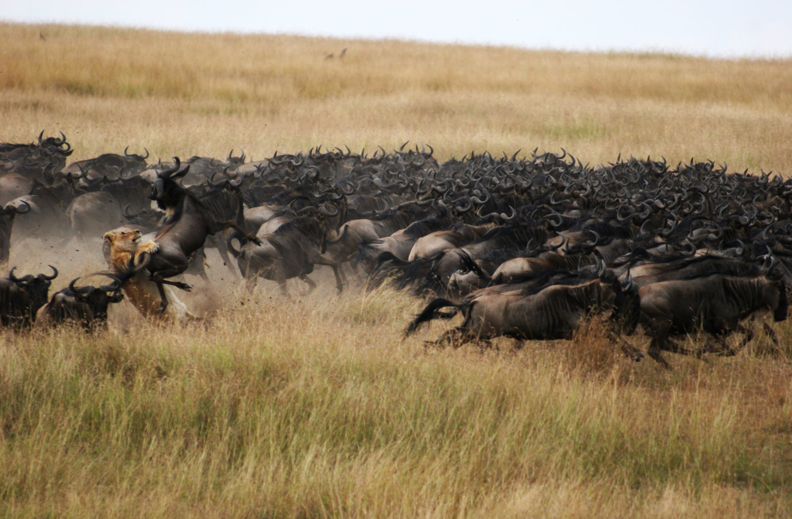 mara plains camp-wildlife-