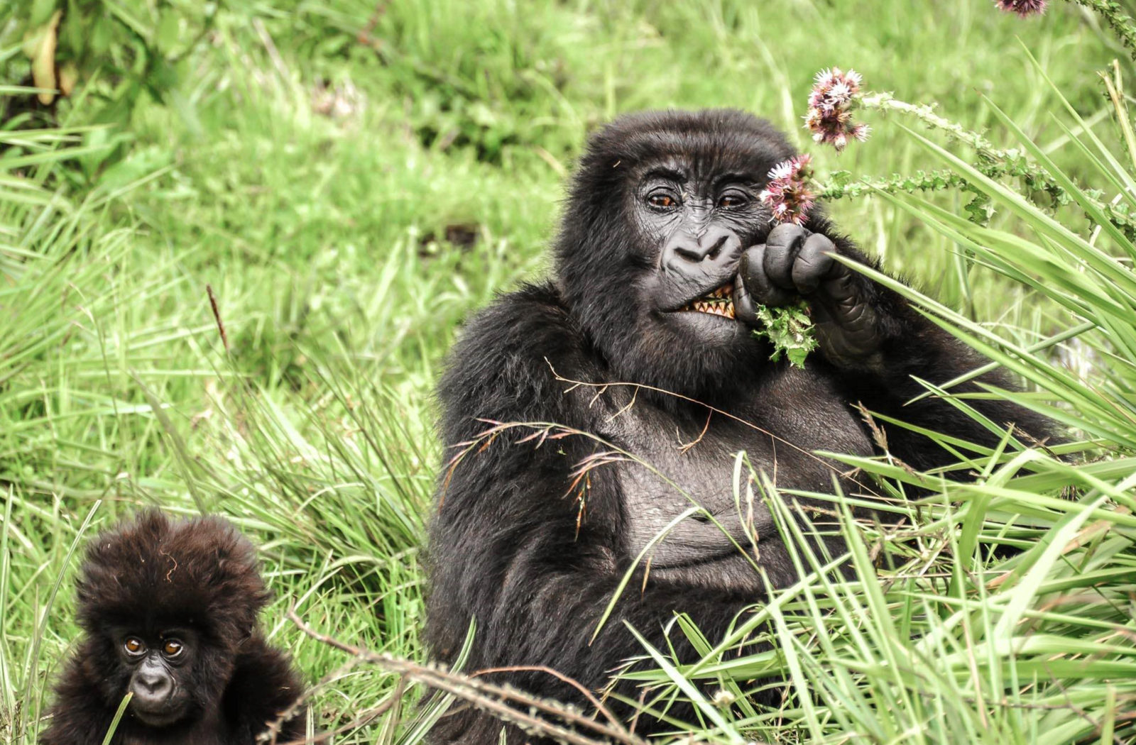 sabyinyo_gorillas_eating_thistles_-_alisa_bowen_