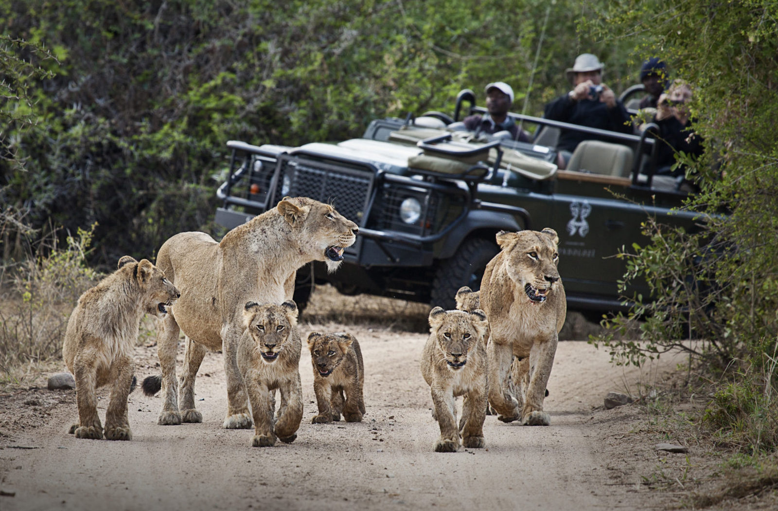 Game Drive at Londolozi Private Game Reserve, Kruger