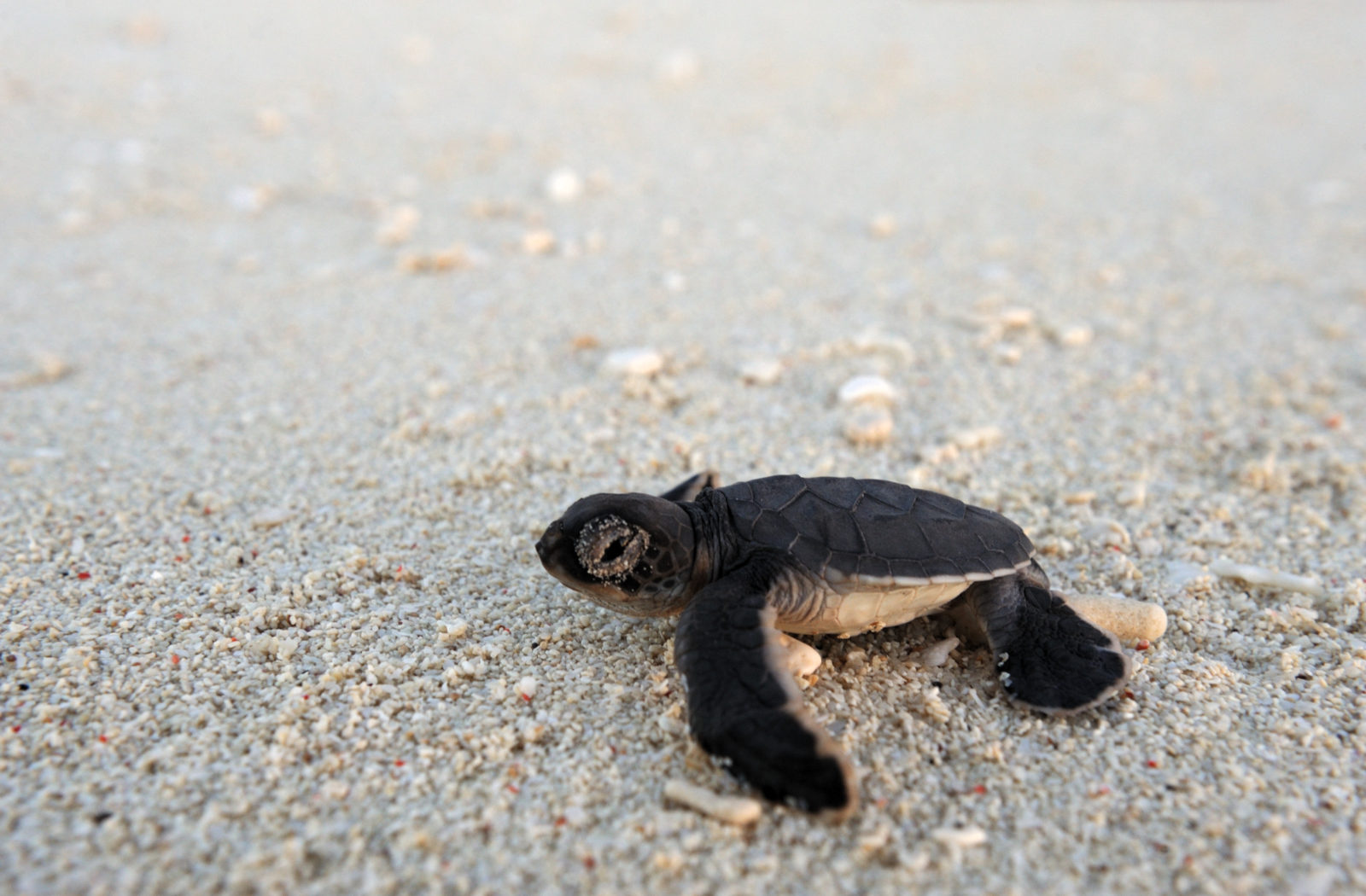 Turtle Hatchling in Quirimbas Archipelago