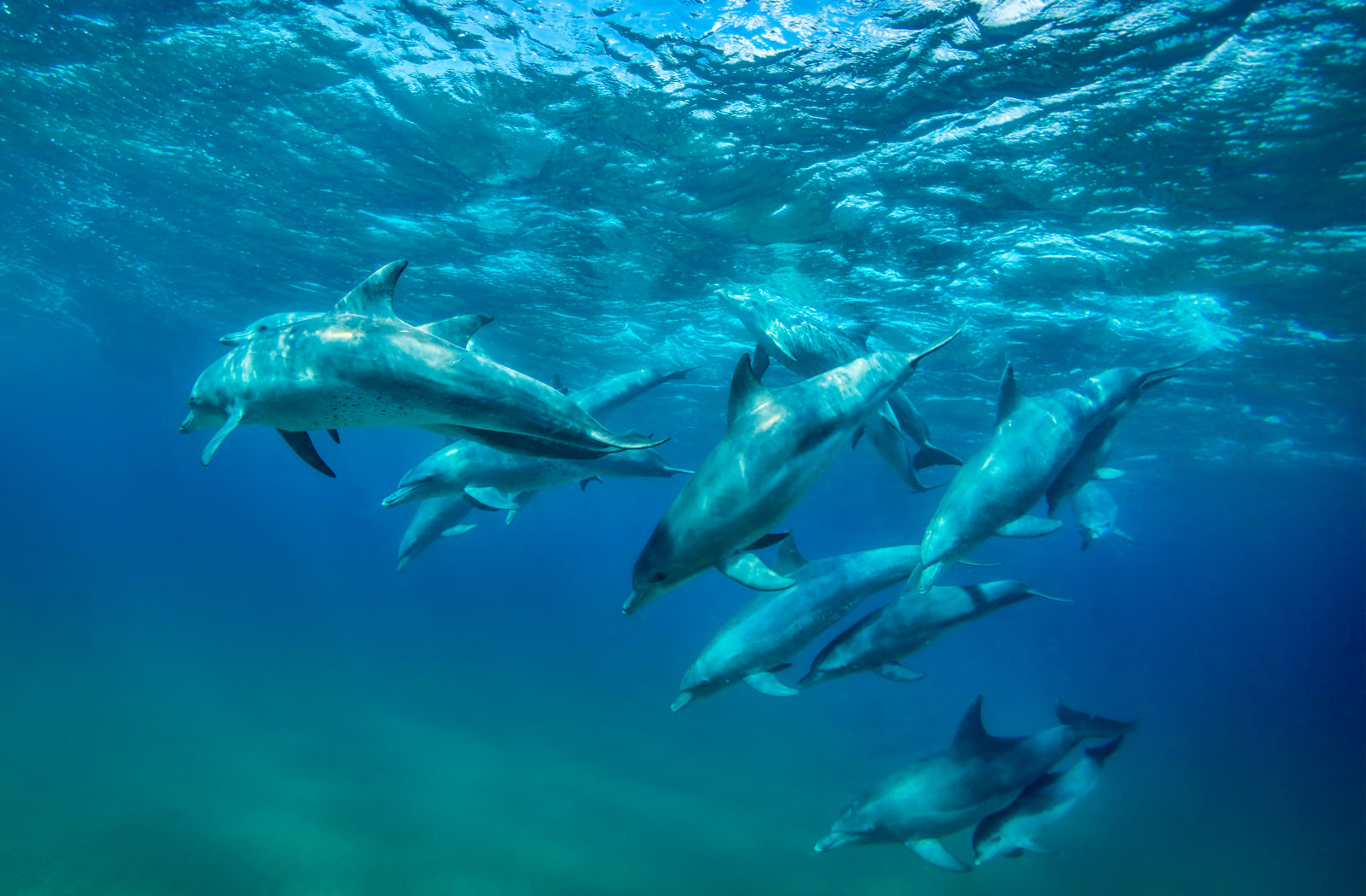 ocean-safaris