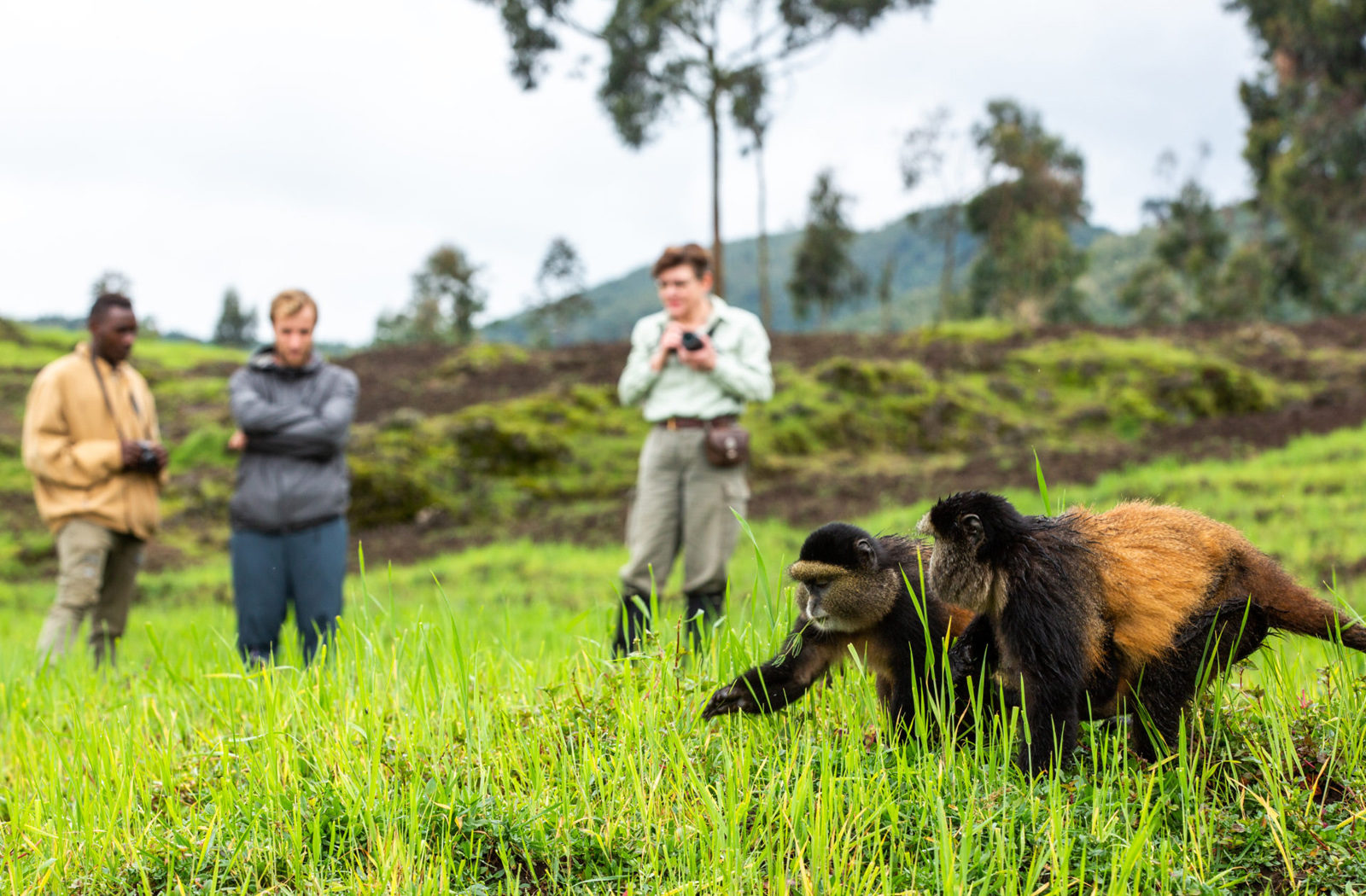 Golden Monkey Trekking in Rwanda