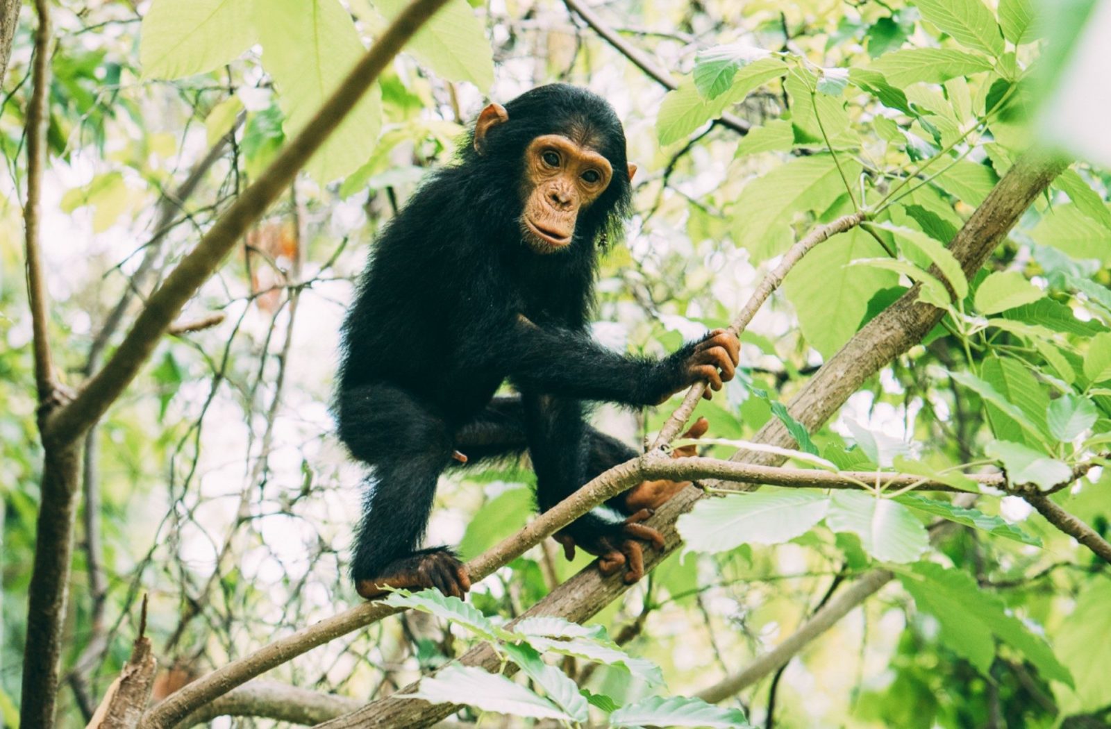Up close and personal at Greystoke Mahale, Tanzania