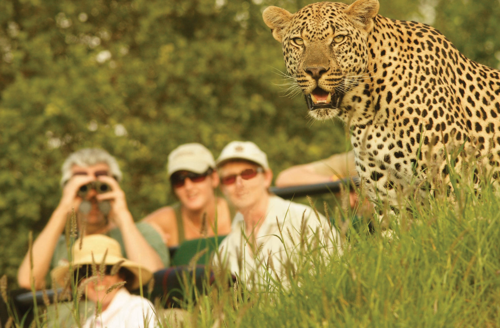 Londolozi-Game-Drive