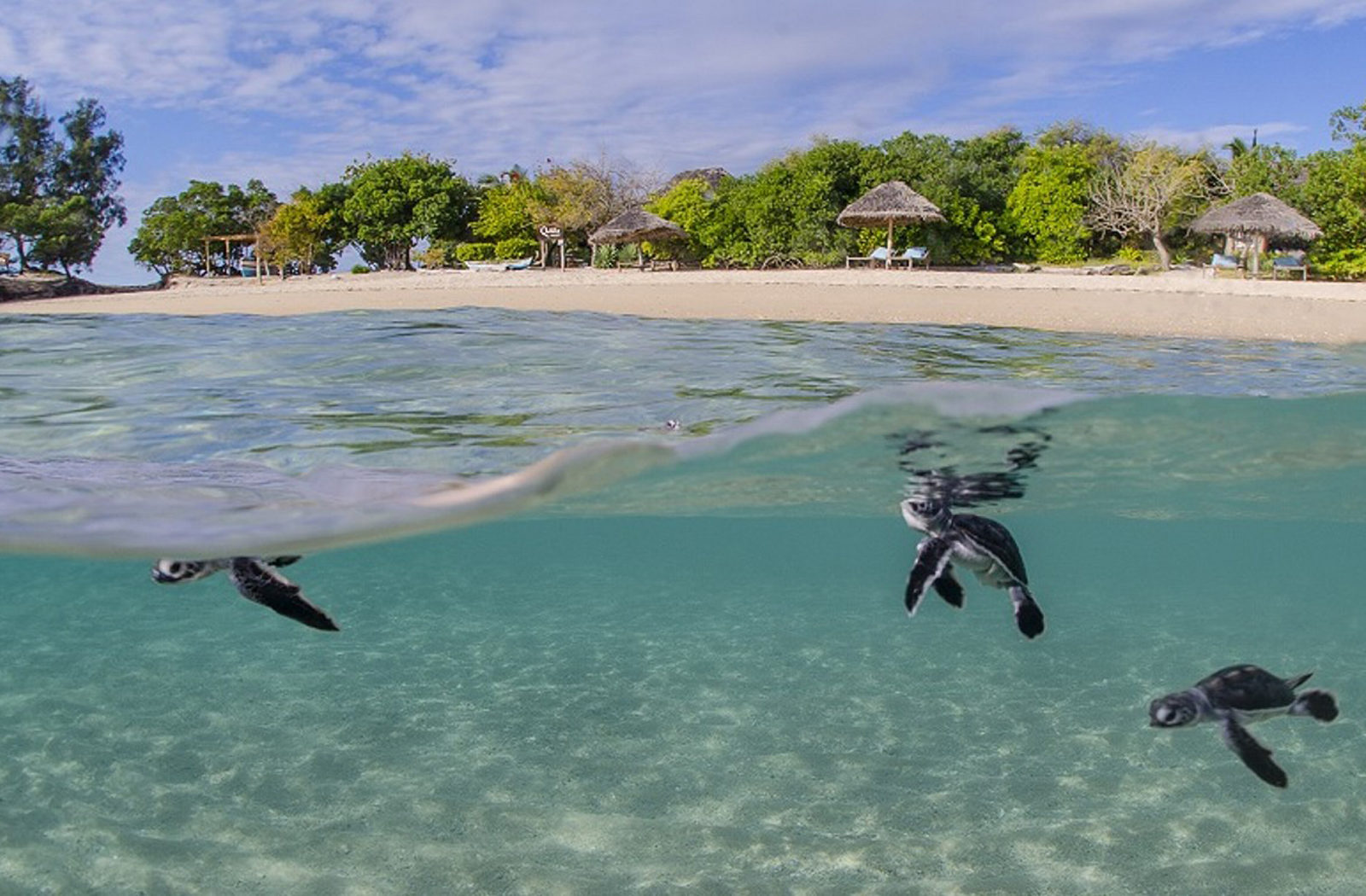 Turtle Hatchlings, Mozambique