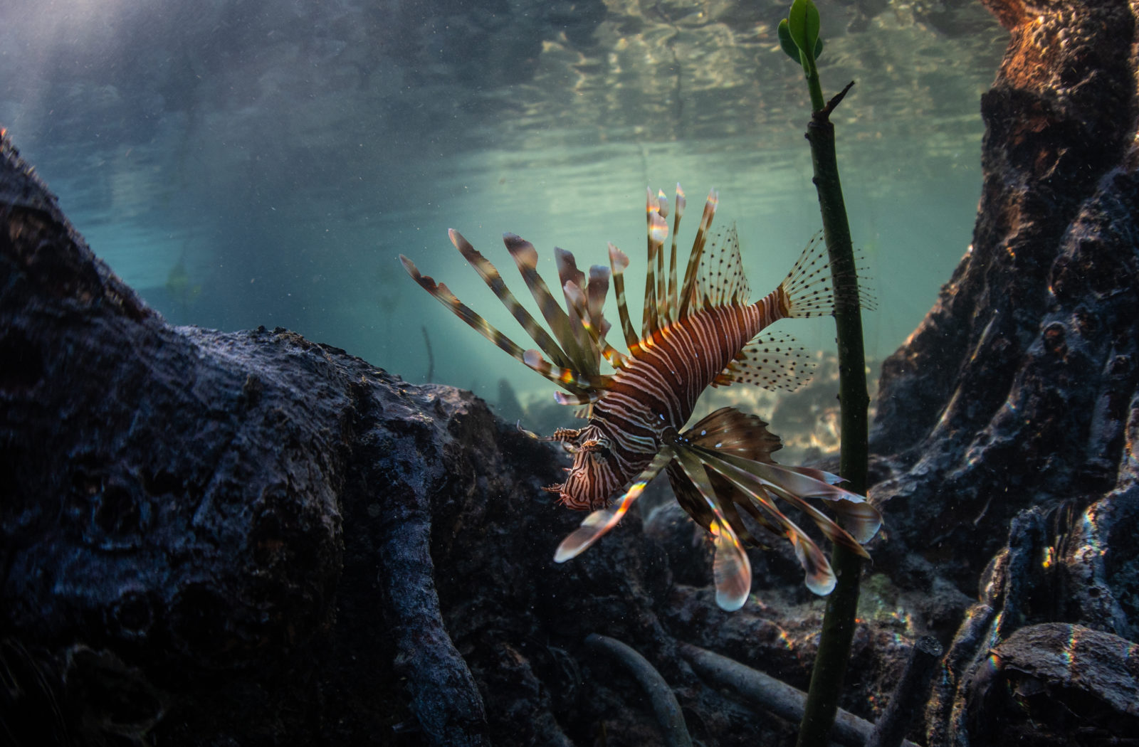 Scuba-diving-Vamizi-Island