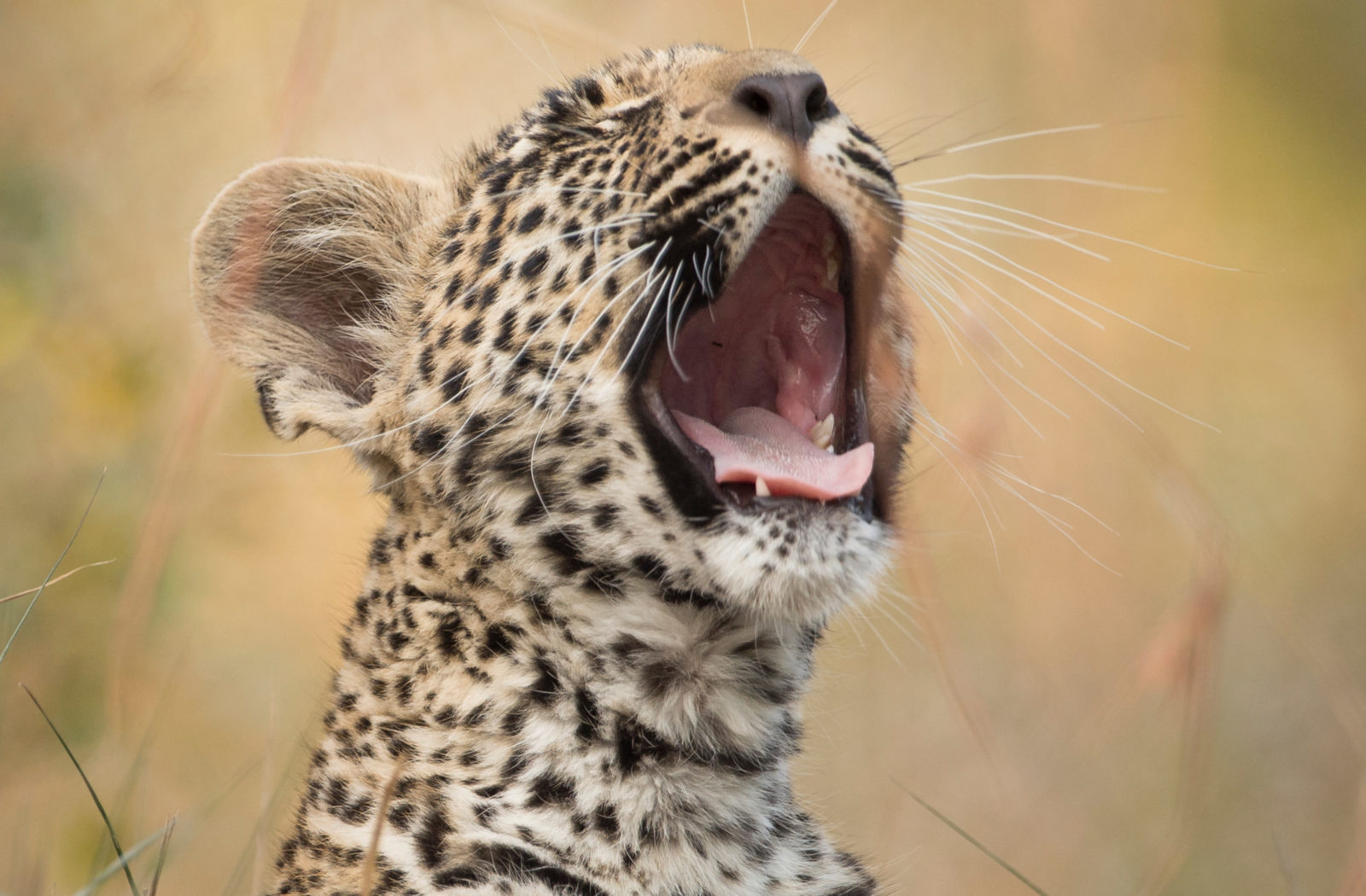 Singita-Ebony-Lodge-Wildlife6