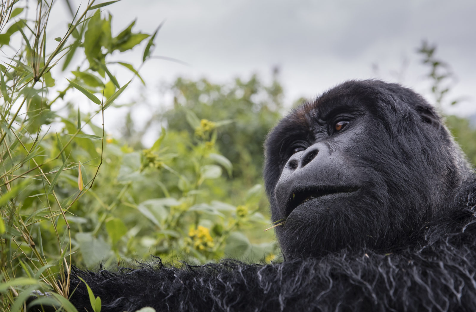 Gorilla Trekking, Rwanda