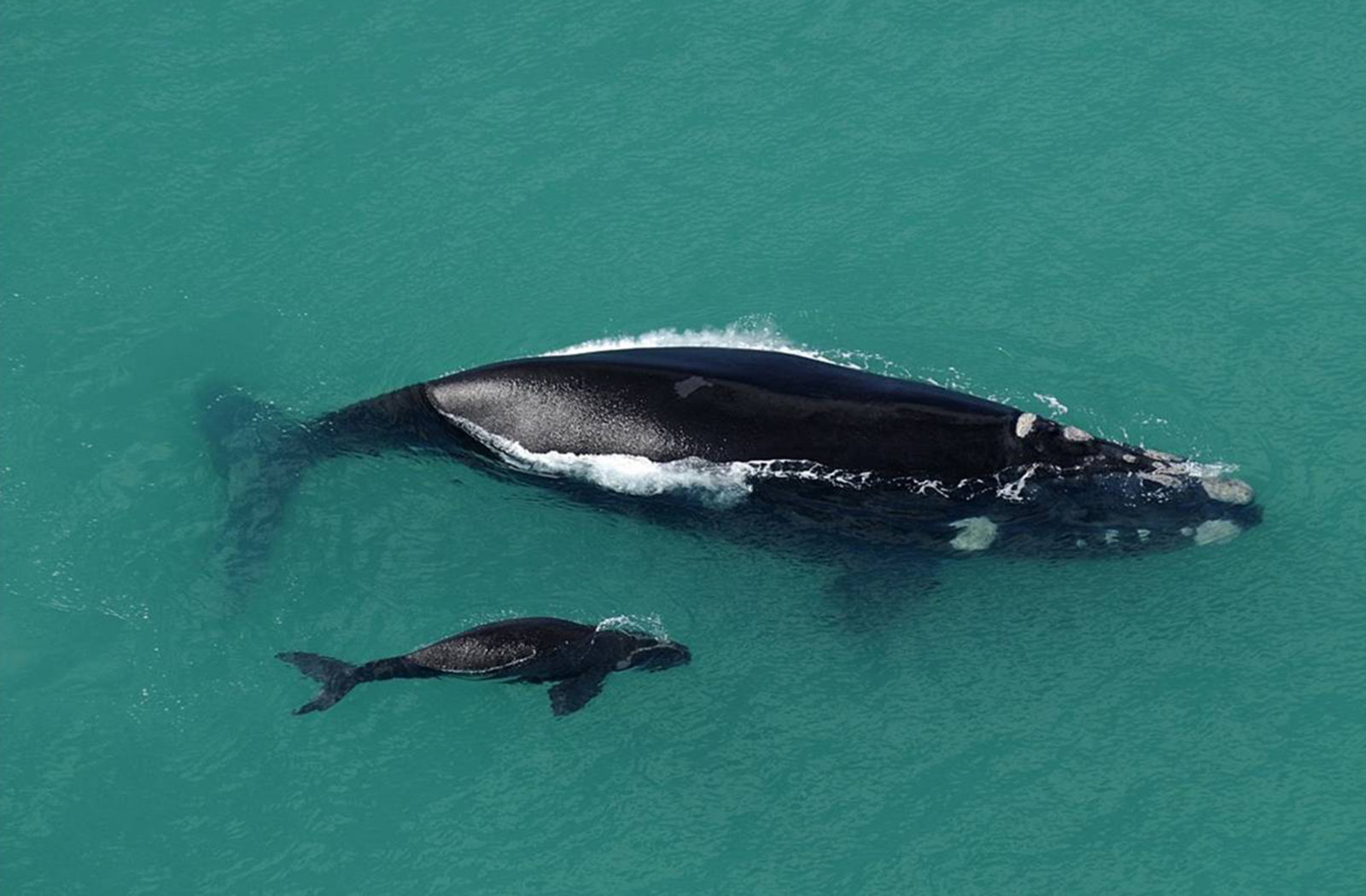 Whale Watching, Hermanus, South Africa