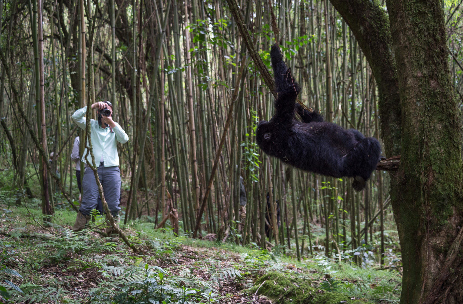 Gorilla Trekking, Rwanda