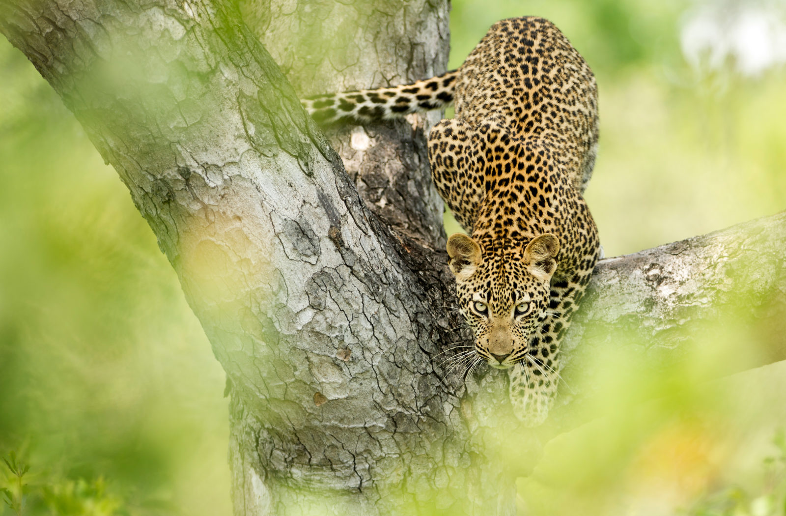 singita-boulders-lodge-wildlife