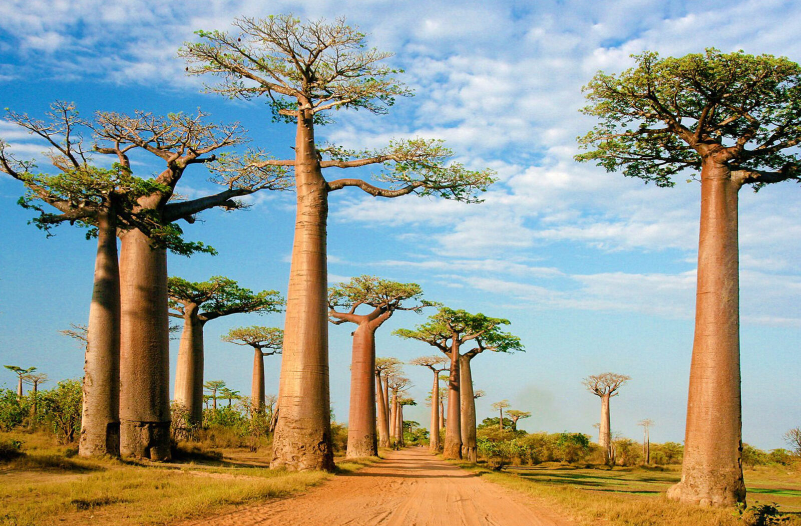 Avenue of the Baobabs