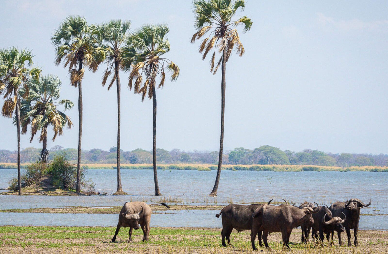 Liwonde National Park