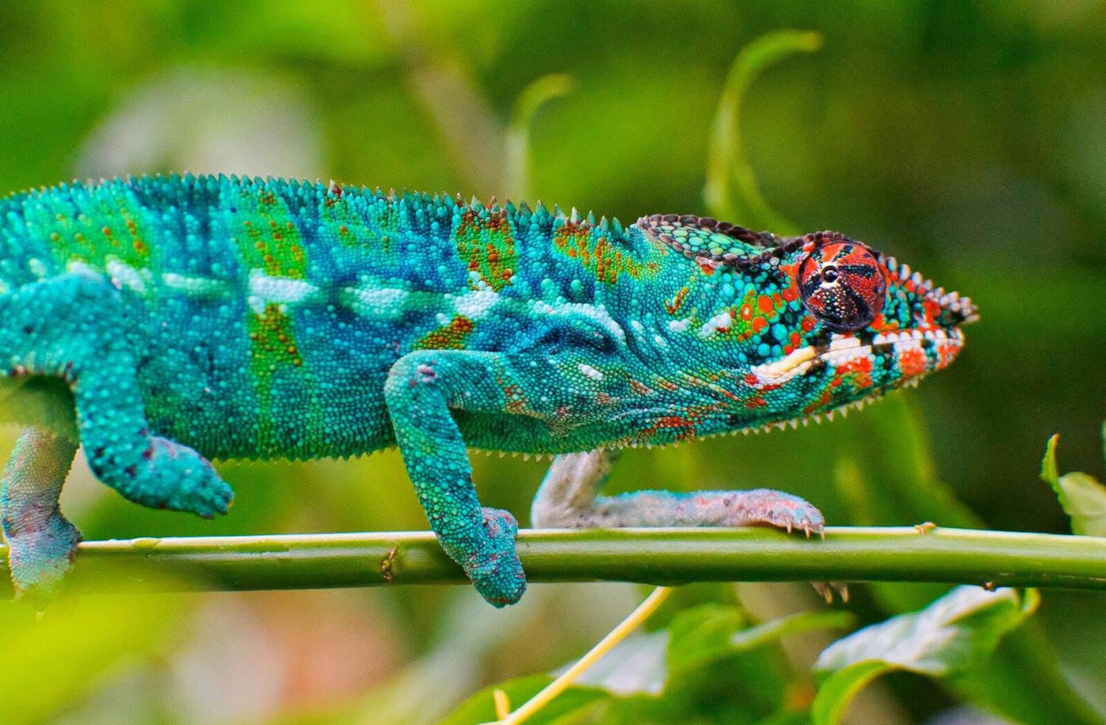 Unique Wildlife