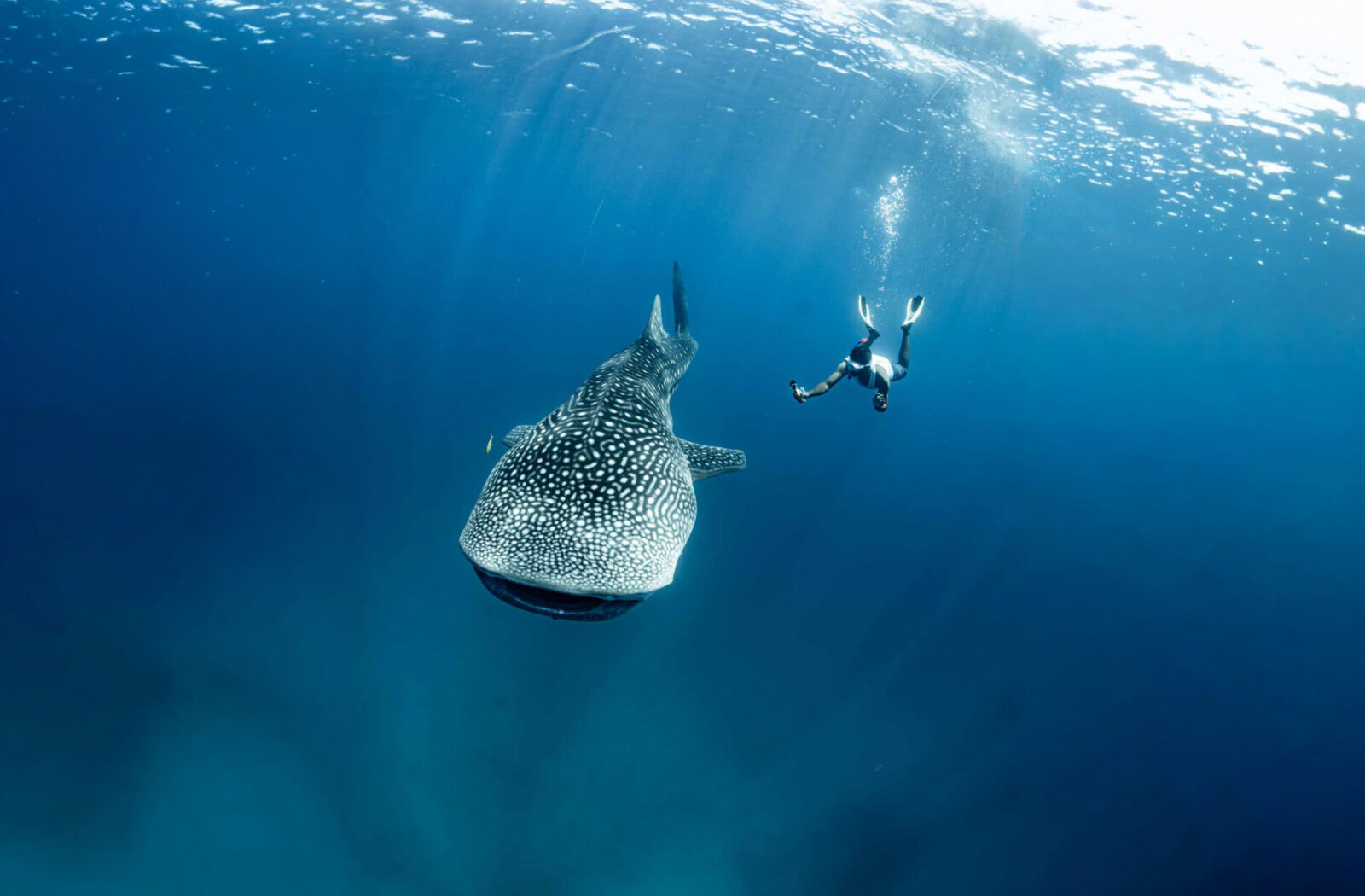 Whale Sharks
